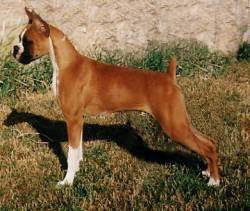 Tricker's Fire Marshall at 4 months of age - USA