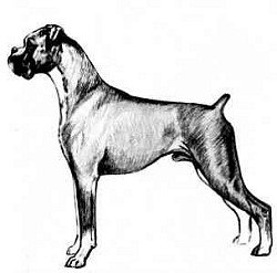 Line drawing from the book Boxer Blarney, by Marion Fairbrother