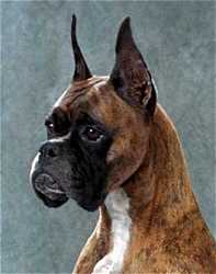 Female-Ch.Encore's Tres Cher