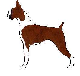 Red-Brindle with full White Markings