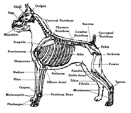 puppy skeleton