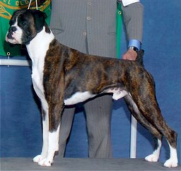 Am.Ch. CWMHAF Maestro - first US "natural-eared" UK bred Boxer Champion
