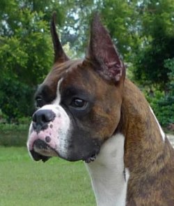 Male-PHIL HOF/INT'L CH/AM CH SUPREME KARIZMA'S STORY OF MOONVALLEY
