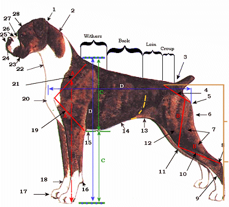 Original drawing from the JKC Illustrated Breed Standards