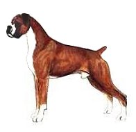 Typical Boxer Male - uncropped drawing adapted drawing of a Boxer from JKC Illustrated Breed Standards