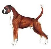 Typical Boxer Male - Uncropped and undocked drawing of a Boxeradapted from JKC Illustrated Breed Standards