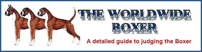 The Worldwide Boxer- a detailed guide to judging the Boxer