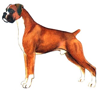 The Boxer a drawing by Judy Horton