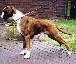Kroppers Joe of Magna Carta at 5 months of age - Europe