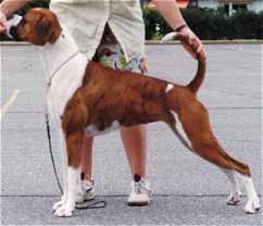 Mismarked or Parti Coloured Boxer